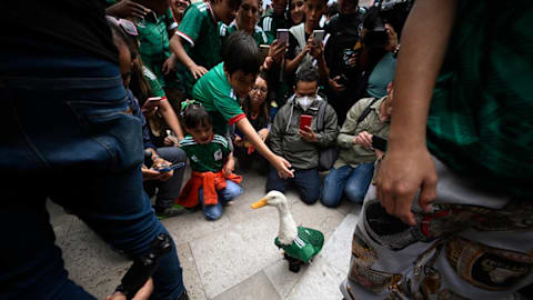 Mexico's adorable duck named Merlin becomes World Cup's unlikely mascot