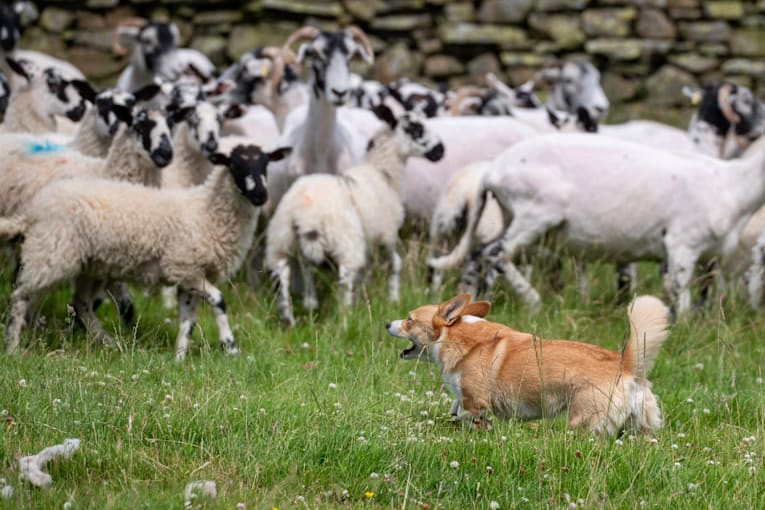 Is this Britain’s shortest sheepdog?