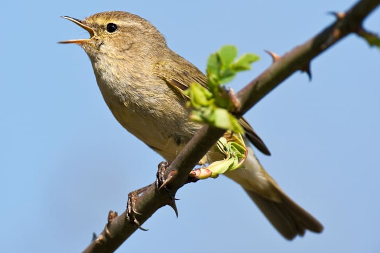Birdsong data from Merlin ID app to help global biodiversity project