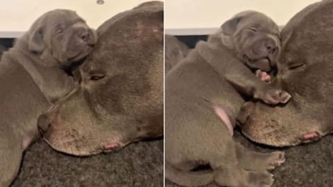 Mama dog and little baby snuggle together, close enough to tell a gentle tale