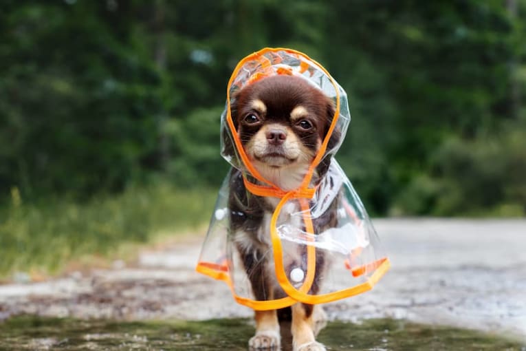 30 most popular small dog breeds in America, according to data