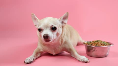 Chihuahua’s sixth sense activates the moment In-N-Out is near