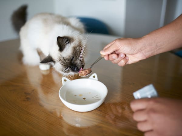 Even the pickiest cats 'eat every last scrap' of this limited-ingredient food