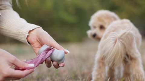 The poop scoop: Dog digestion myths debunked