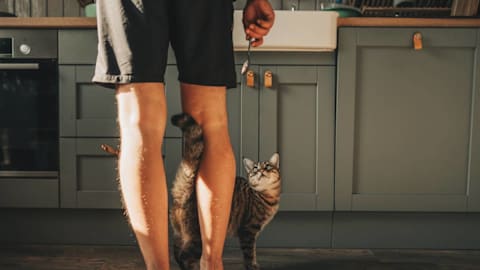 Why does my cat follow me to the bathroom? An expert explains this strange behavior
