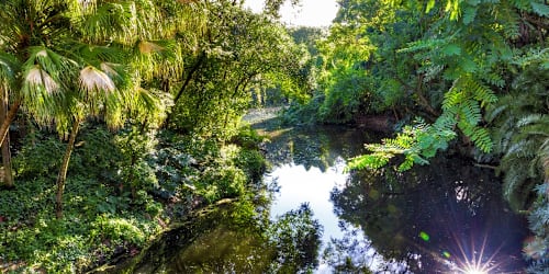 Invasive species taking over Florida Everglades could be more destructive than python problem