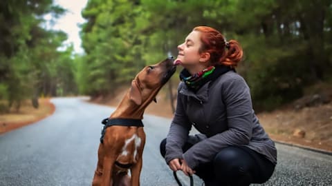 The 30 most low-maintenance dogs, according to American Kennel Club data