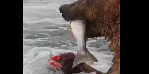 Bear feasting on salmon surprised as another fish leaps into its mouth