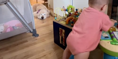 Dog finds strange place to lie down while toddler plays, but he has a sweet reason to be there
