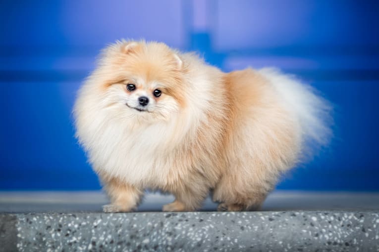 Fluffy dog can't stop spinning with excitement for dinnertime
