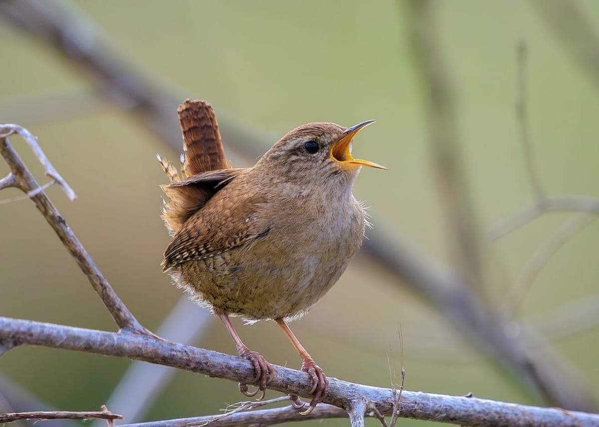 New Photo - Are you a true animal lover? See if you can solve 25 real 'Jeopardy!' clues about animals.