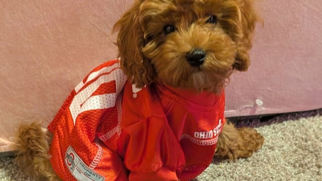 Meet Kenneth Fuzzington III, central Ohio's cutest pet