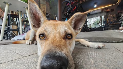 Experts say this is the phrase that calms dogs the fastest