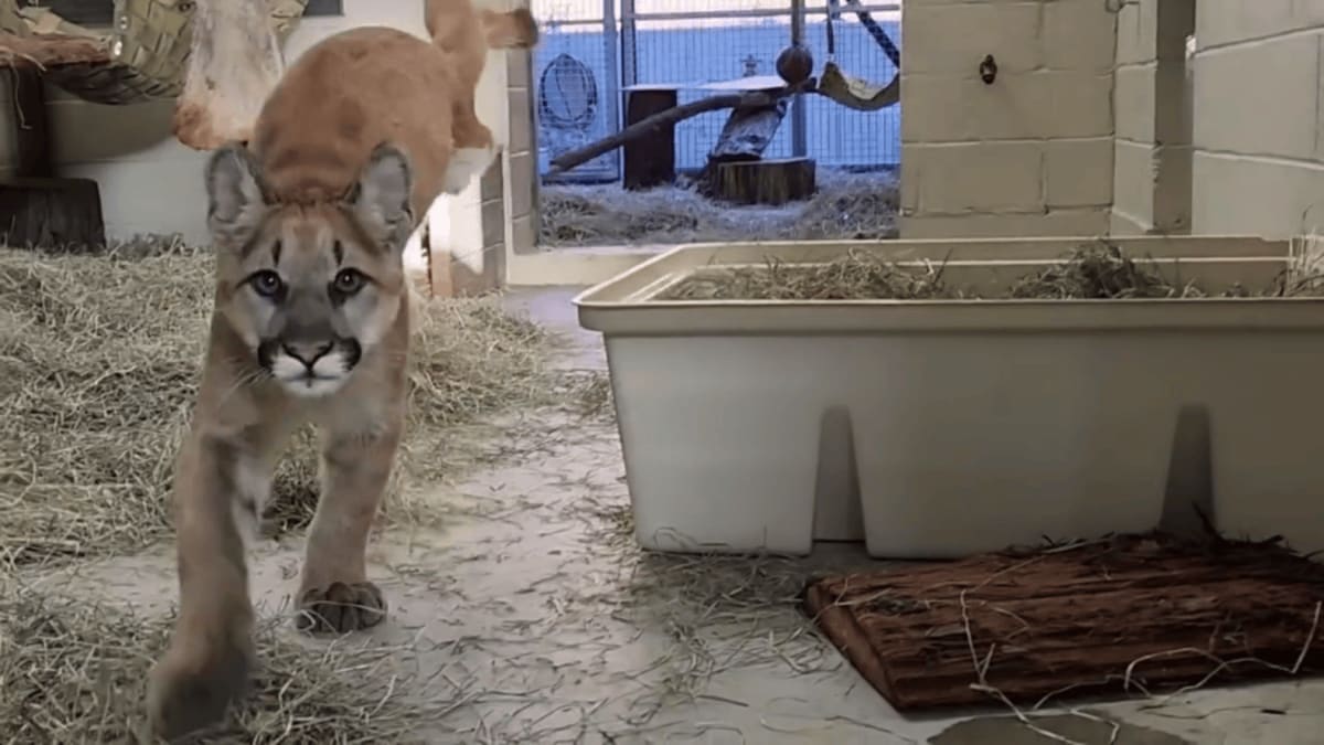 Abandoned Southern California mountain lion cub with amputated leg finds new home