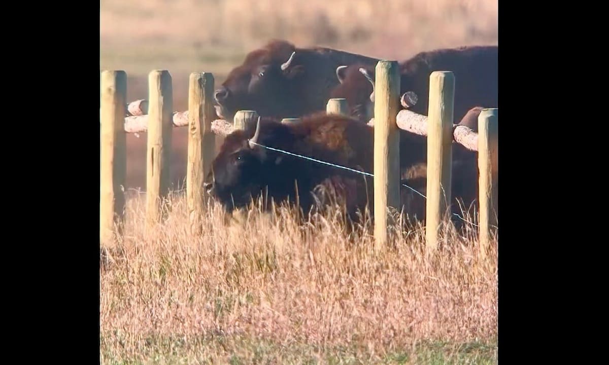 Stampeding bison shown bounding over and through Grand Teton fencing