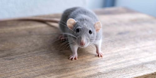 6 things that make your home a magnet for mice once fall weather arrives
