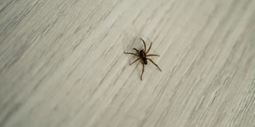 How to keep spiders out of your home — and what attracts them in the first place