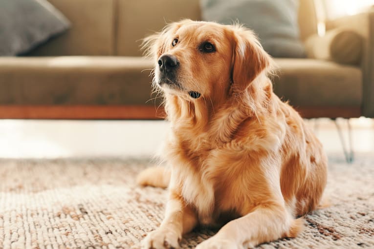 Mom walks in on golden retriever & toddler sharing a special moment
