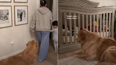 Sweet dog named Beau refuses to leave toddler at night until mom convinces him with a promise

