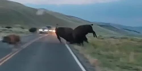 Bison fight on Yellowstone road reveals raw power of iconic beasts