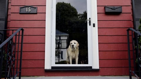 Think you should say goodbye to your dog when you leave home? An expert says do this instead