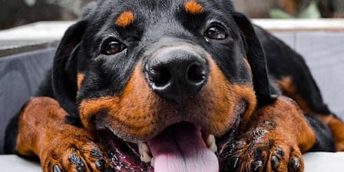 Is your dog one of America's 25 favorite large breeds?