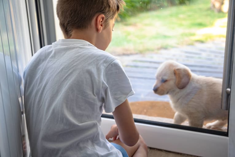 Child introduces golden retriever puppy to the window that their late dog loved most
