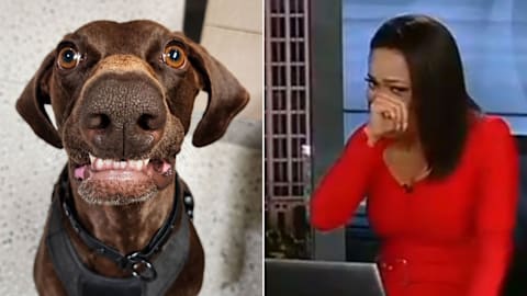 News anchor can't keep it together over prize-winning dog in hilarious on-air moment