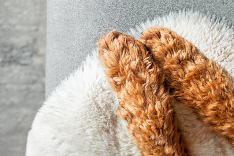 Goldendoodle puppies look like tiny pieces of caramel popcorn