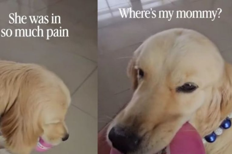 Golden retriever comforts sick mom, then cries when she leaves for the hospital
