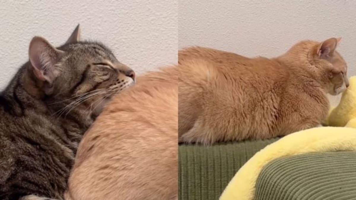 Cats Make Sleeping Together Look Like a Full-Contact Sport With Their Odd Positions