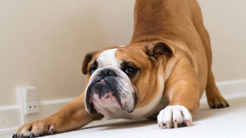Strange habits your dog picked up just to copy you