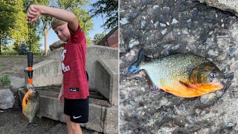 8-year-old boy pulls piranha from Pennsylvania lake, recognizes fish from YouTube