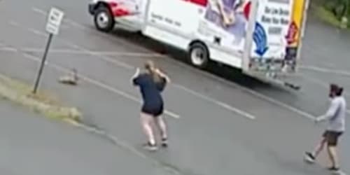 Animal terrorizing neighborhood in New Hampshire after third attack this week