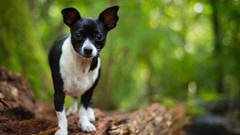 Terrier-Chihuahua mix spots pet rats in the house and immediately declares a threat