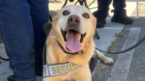 Disneyland security dog celebrates retirement with hot dogs and tennis balls after 6 years of service