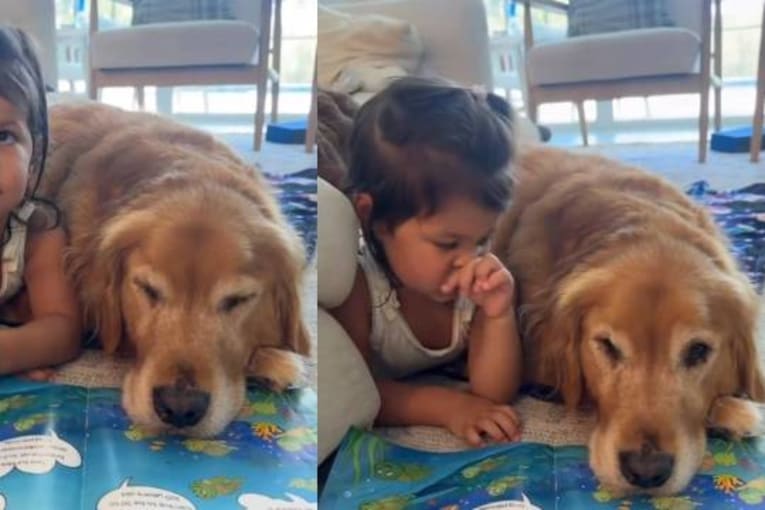 Golden retriever blocks little girl&rsquo;s book and acts like he has no idea what the problem is
