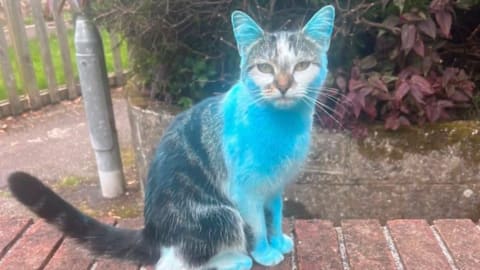 Cat turns fluorescent blue after rolling in gender reveal paint