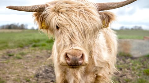 Newborn Highland Calf Needs a Minute, but His Mom Cow Clearly Does Not