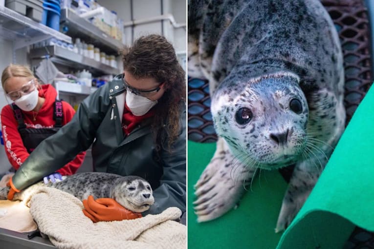Volunteer pilot in Alaska saves injured baby seals stuck 300 miles away in an area unreachable by car