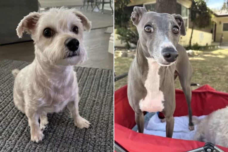 Arrest made after dog owner offered $50K reward for safe return of pets taken in alleged carjacking at McDonald's