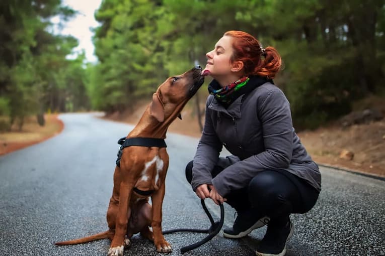 The 30 most low-maintenance dogs, according to American Kennel Club data