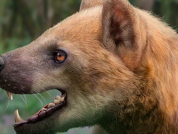 Spanische Forschende entdecken in Katalonien neue Bärenhund-Art vor 15,9 Mio. Jahren