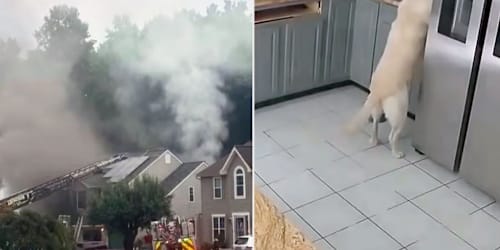 Dog accidentally turns on toaster, sparking house fire that kills 3 family pets 