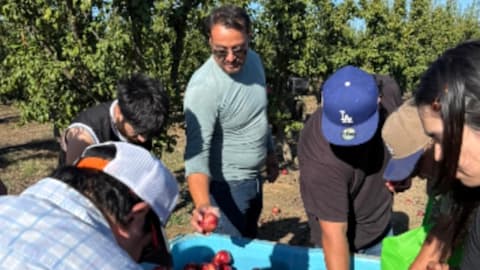 Farmer ordered to destroy his orchard after giving away free fruit