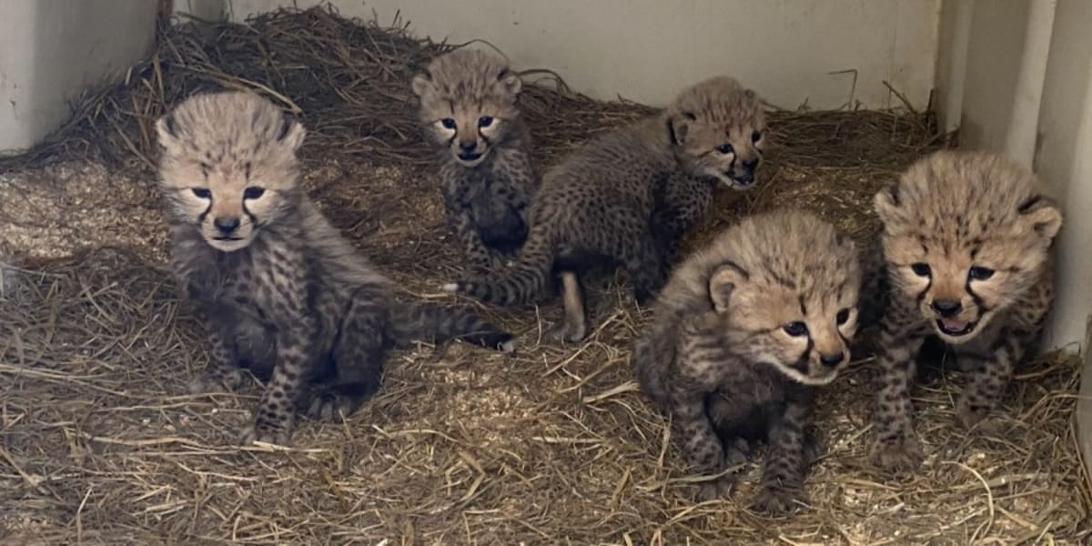 Watch cheetah cubs grow up on the Smithsonian’s den cam