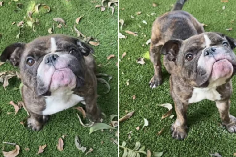 Rescue dog starts a new chapter after medical problems leave her body 'all a mess'
