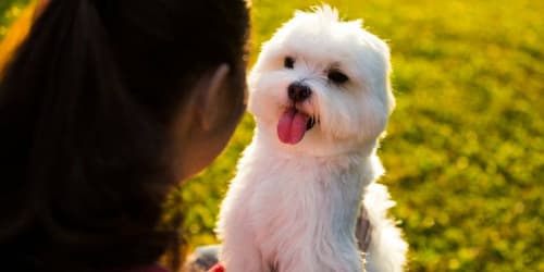 The best small dog breed for you, based on your birth month