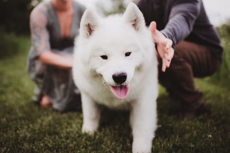 A Samoyed was spotted with Taylor Swift and Travis Kelce. Get to know the dog breed
