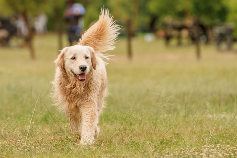 Mom's boyfriend thinks it's time for a walk, but this golden retriever has other plans
